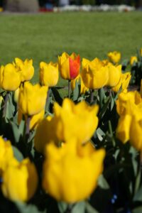 Tulipes Keukenof_Lisse_Pays-Bas