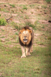 Lion_Welgevonden Game Reserve_SA