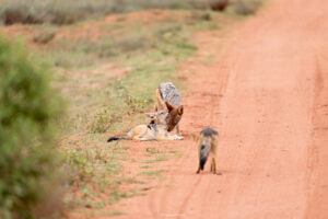 Family of jackals_Welgevonden Game Reserve_SA
