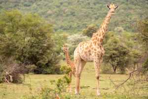 Giraffe and her baby_Welgevonden Game Reserve_SA