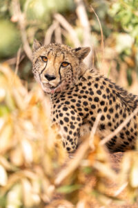 Guépard_Welgevonden Game Reserve_SA