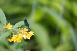 Libellule_Angoisse_France