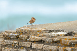 Bird_Ile d'Oléron_France