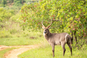 Eland_Welgevonden Game Reserve_SA
