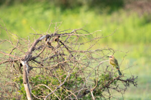 White-fronted Bee-eater_Welgevonden Game Reserve_SA