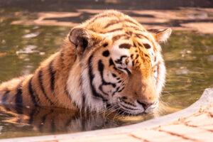 Tiger_Cheetah Experience_SA