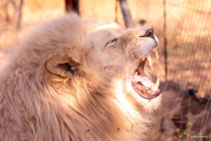 White lion_Cheetah Experience_SA