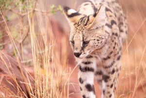 Serval_Cheetah Experience_SA