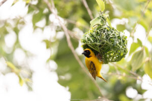 Weaver bird_Welgevonden Game Reserve_SA