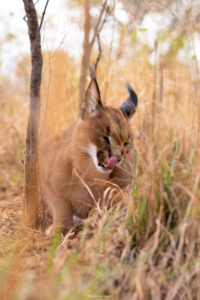 Caracal_Cheetah Experience_SA