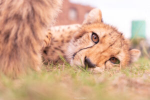 Baby Cheetah_Cheetah Experience_SA