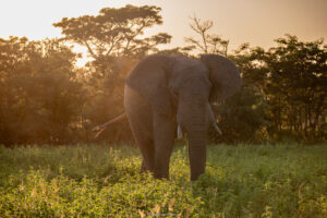 Elephant in the morning_Welgevonden Game Reserve_SA