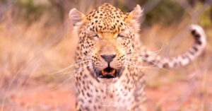 Lepard2_Cheetah Experience_SA