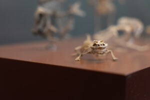 Galerie de Paléontologie et d’Anatomie comparée_Paris_France