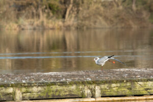 Seagull_Lac Saint Palais sur Mer_France