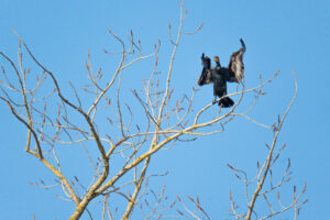 Cormorant_Lac Saint Palais sur Mer_France