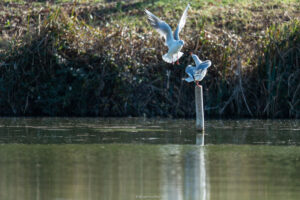 Seagulls_Lac Saint Palais sur Mer_France